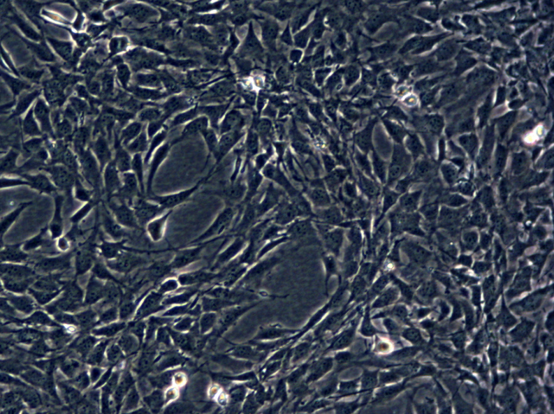 小鼠胚胎成纤维细胞NIH/3T3（种属鉴定）