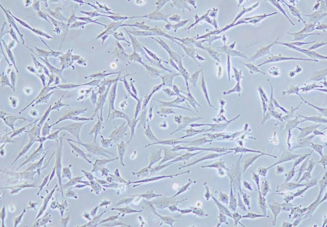 鸡胚胎成纤维细胞UMNSAH/DF-1（种属鉴定）