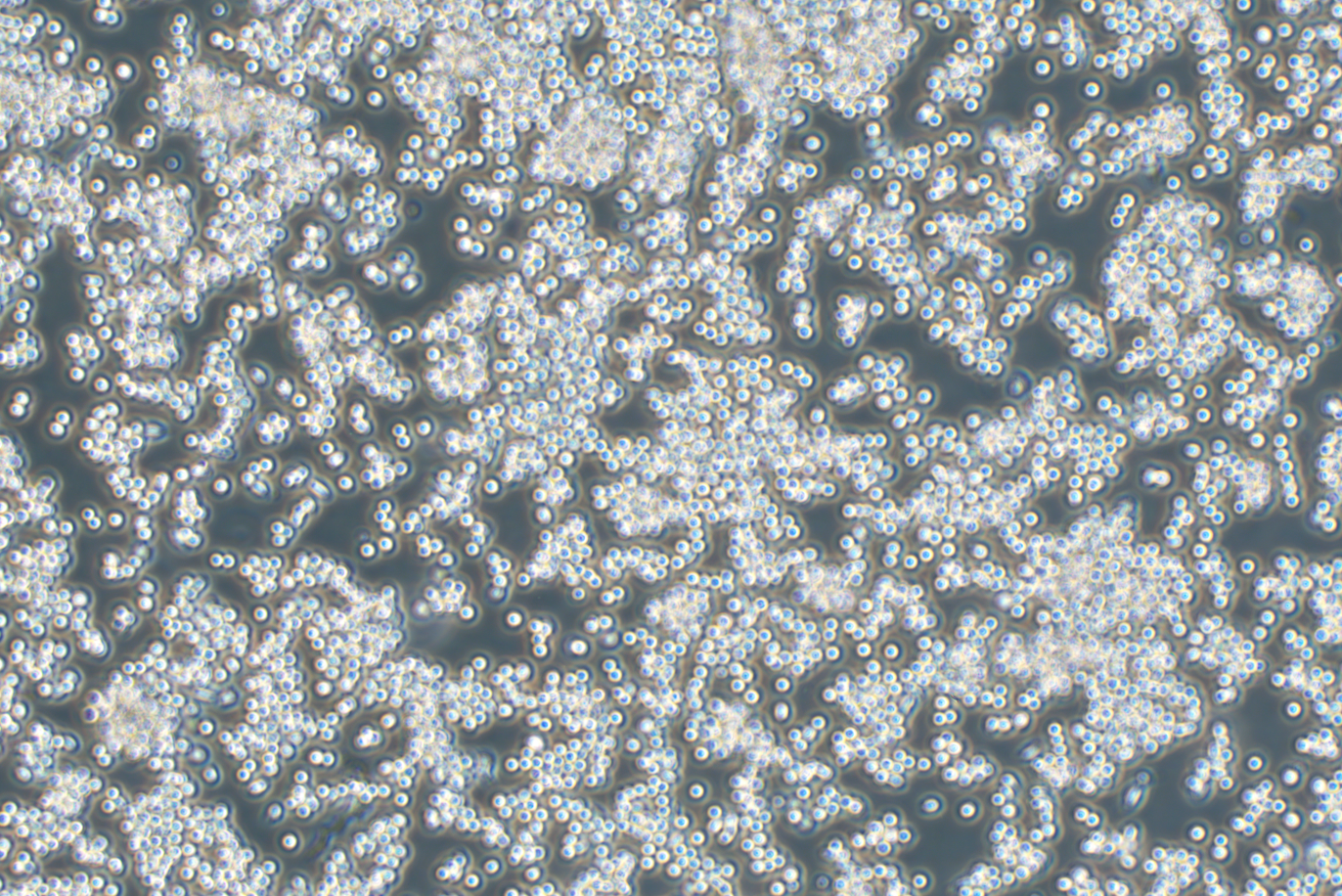 小鼠单核巨噬细胞白血病细胞RAW264.7（种属鉴定）